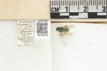 Media type: image;   Entomology 794157 Aspect: Labels